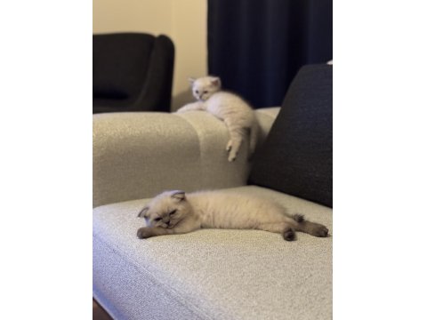 Siyam Mavi Gözlülerimiz Yeni Sahiplerini Arıyor