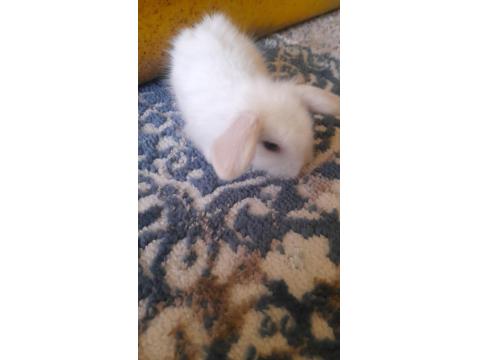 Hollanda Lop Tavşan Yavrusu