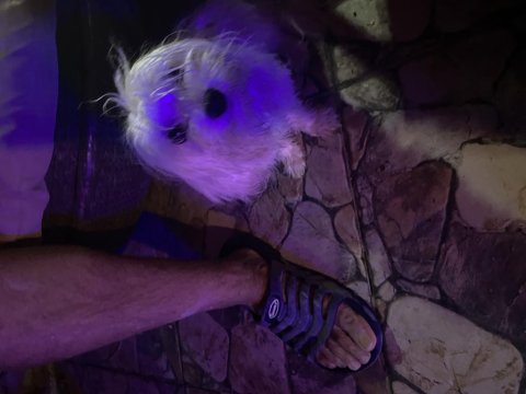 5 Aylık Kızımız Yavru Maltese