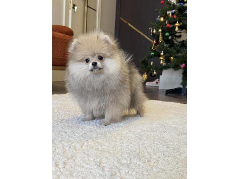 Show Class Erkek Pomeranian Boo