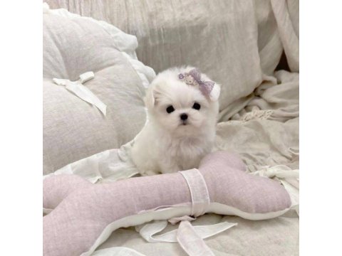 Maltese Terrier Kore Kan Mini Yavrularımız