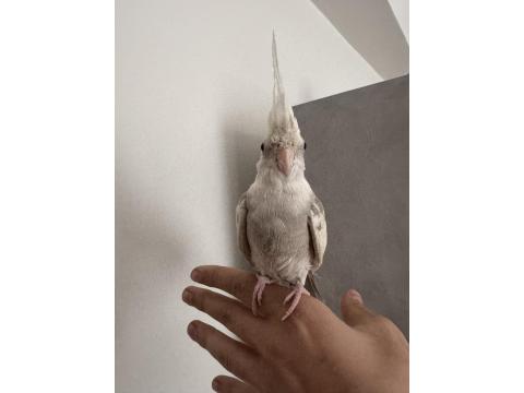 Konuşan 5 Aylık Sultan Papağanı