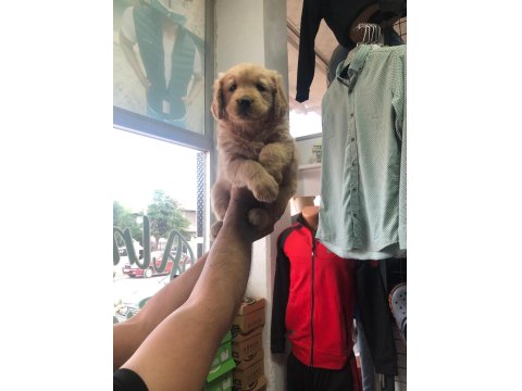 Golden Retriever Güzellikler