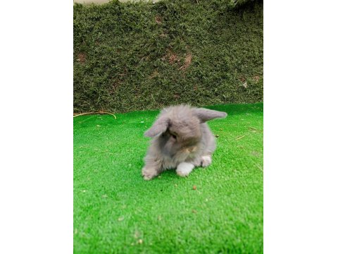 1 Aylık Gri Hollanda Teddy Lop Tavşan