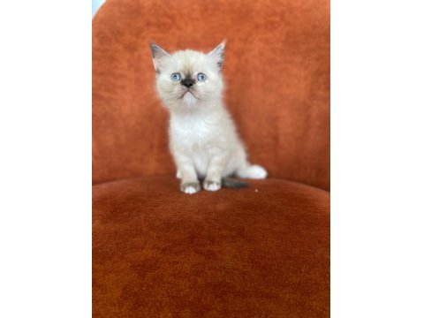Brıtısh Shorthair Blue Point Dişi