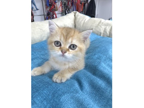 British Shorthair Yavrumuza Yuva Arıyoruz