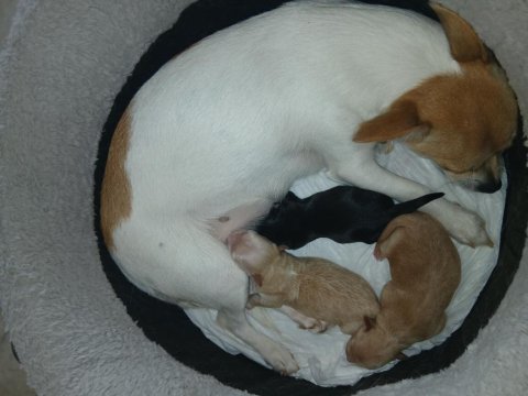 6 Günlük Chihuahua