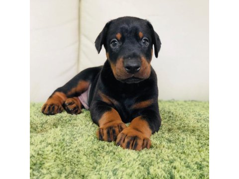 Irk Garantili Doberman Yavruları