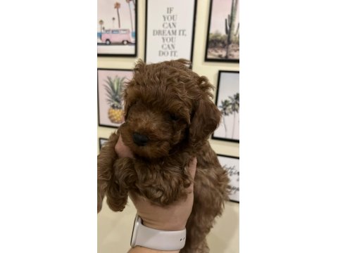 Ev Ortamından Kaliteli Poodle Yavrular