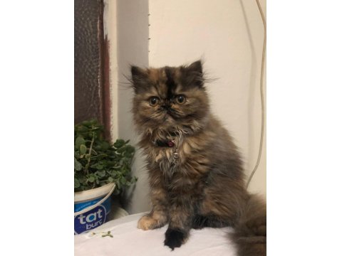 Sevimli İran Kedim Yeni Yuvasını Arıyor