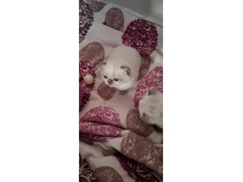 Scottish Fold Bluepoint Kediler Erkek Ve Dişi Mevcut