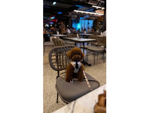 Sevimli Poodle Yavrularım