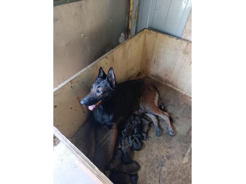 06.08.25 Doğumlu Belçika Kurdu Yavrular