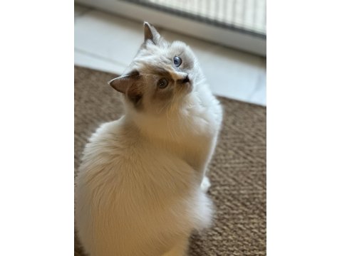 7 Aylık Ragdoll Yavrumuz Sahiplendirecektir
