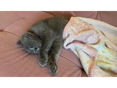 Acil Ücretsiz Sahiplendirme British Shorthair