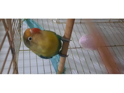 Aile Evinden Yavru Cennet Papağanı