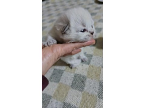Scottish Fold Yavrular