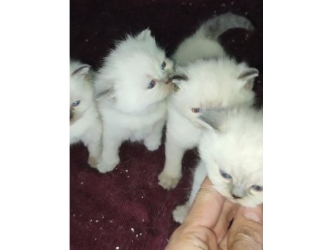 Farklı Cins Kediler Mevcuttur