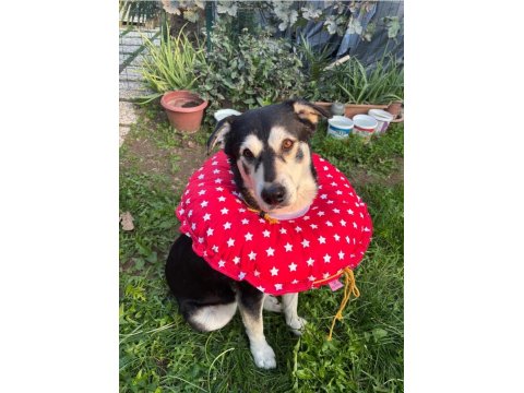 Husky Kırması Erkek Kısır Çipli