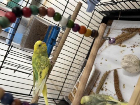 2 Yavru 1 Dişi Kuşlar