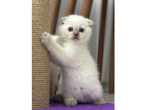 45 Günlük Bebek Kediler