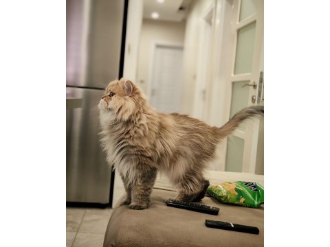 Ny24 British Longhair Erkek 2,5 Yaşında
