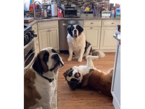 Safkan Saint Bernard Köpeklerimiz