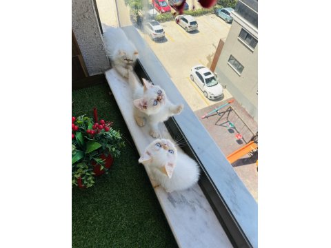 Exotic Show Bebekler