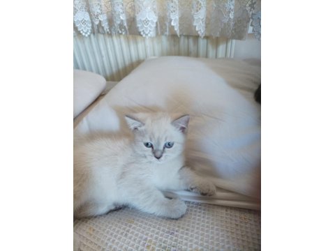 2 Aylık Kedimizi Sahiplendirmek