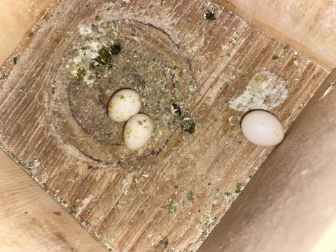 Yumurtalı Çift Sultan Papağanı