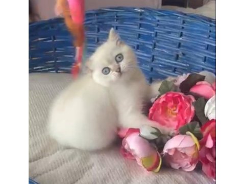 55 Gunluk Dişi Golden Point British Shorthair