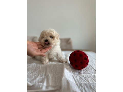 0 Numara Maltese Bebekleri