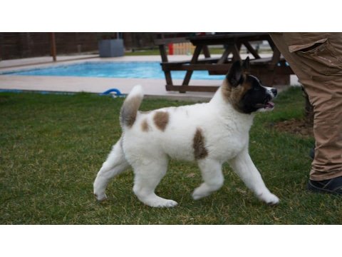 %100 American Akita Yavruları