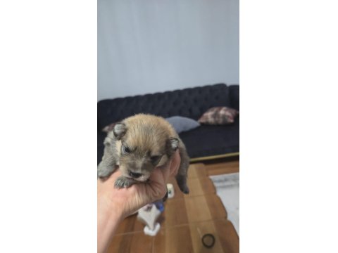 Pomeranian Bu Kadar Uyguna İmkansız