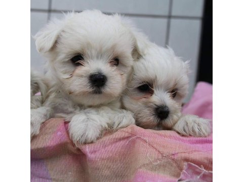 Dünya Tatlısı Terrier Yavruları