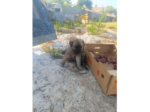 Üst Düzey Yavru Kangal Köpekleri
