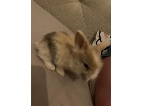 Hollanda Lop Tavşan