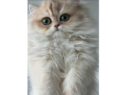 British Longhair Gerçek Saf Kan Golden