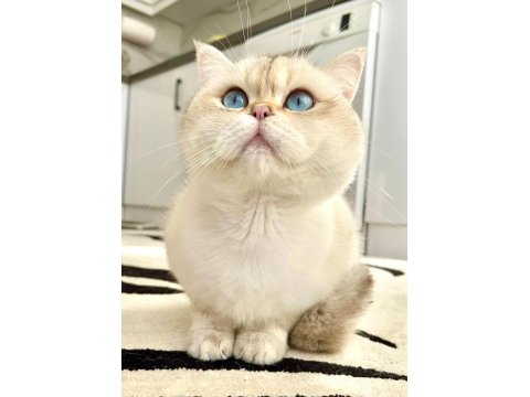 Ay12 Blue Golden British Shorthair Full Anne-Baba Şecere