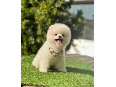 Sevimli Pomeranian Boo Köpeği Yavrular