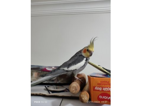 Ev Bakımlı Temiz Eş Kuşlar