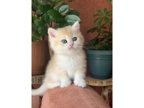 Prenses British Shorthair Sasha