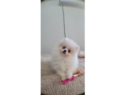 Pomeranian Irk Ve Sağlık Garantili