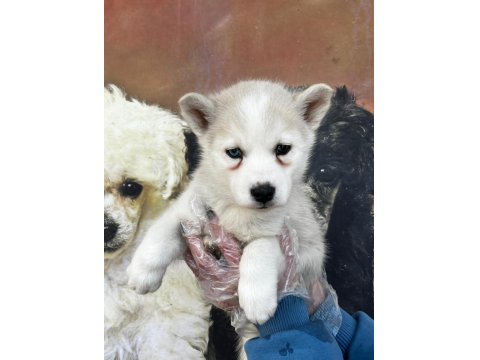 Türünün Güzeli Erkek Husky Yavrusu Köpekler