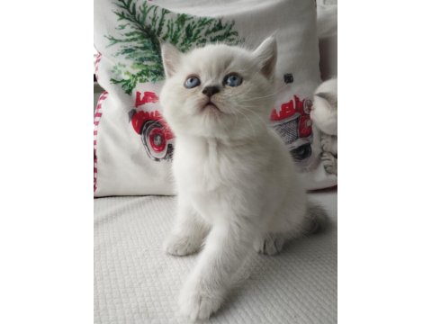 Tatlış Yavru Kedilerim Yeni Sahiplerini Heyecanla Bekliyor