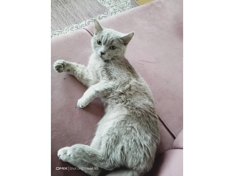 10-11 Aylık British İçin Yuva Aranıyor