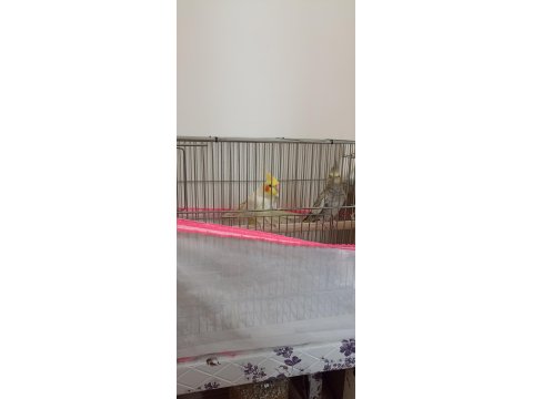 2 Yaşında Çift Sultan Papağanı