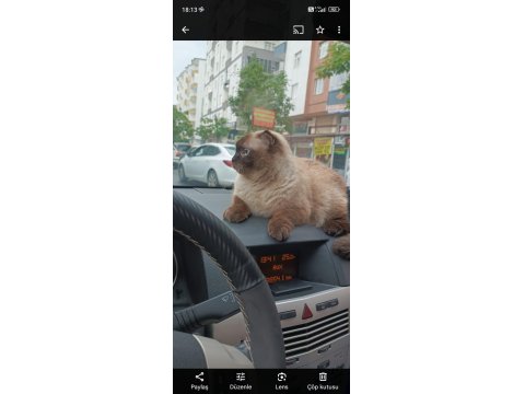 British Siyam Kırması 2 Saf Irk