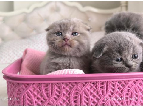 Scottish Fold Yavru Kediler