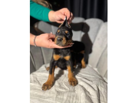 King Doberman Erkek Ve Dişi Yavrular